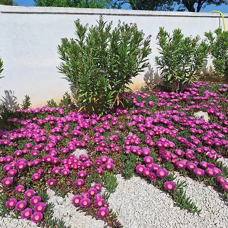 Belvedere Hébergement de vacances Benkovac